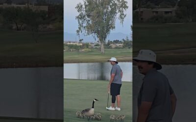 Little chat with the locals #golf [Video]